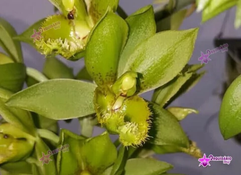 Clowesetum Loppe Farlanciae