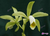 Cattleya forbesii (Alba x Self) - comprar online