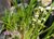Gomesa radicans var. alba - comprar online