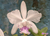 C. intermedia var. coerulea