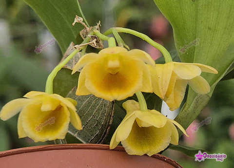 Dend. lamellatum - comprar online