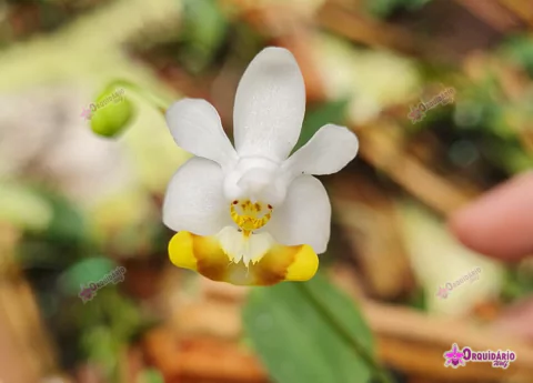 Phal. lobbii var. vietnamensis