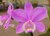 Cattleya loddigesii var. tipo