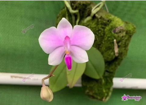 Phalaenopsis Lowii