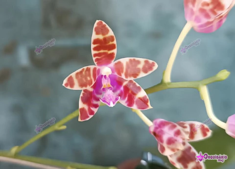 Phalaenopsis mariae "dark" - comprar online