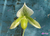 Paphiopedilum aff. maudiae alba