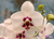 Phal. Haur Jin Princess 'C #1' - comprar online
