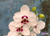 Phal. Haur Jin Princess 'C #1'