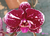Phalaenopsis híbrido - (250301) - comprar online