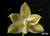 Phalaenopsis floresensis