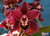 Cym. Ruby Valley "Red Wine" na internet
