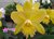 Rhyncholaeliocattleya Waikiki Gold "Lea"
