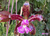 Cattleya schilleriana var. tipo