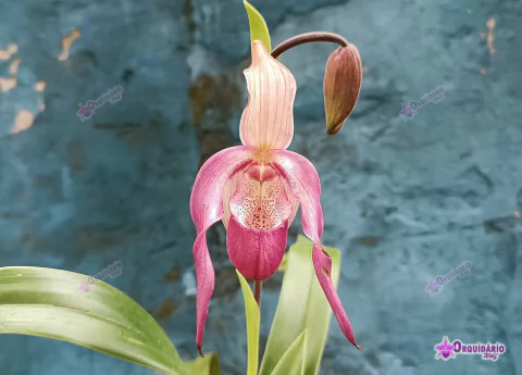 Phragmipedium schroederae