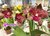Rhyncholaeliocattleya Leblon na internet
