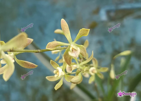 Encyclia thienii - comprar online