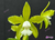 Cattleya tigrina var. alba