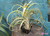 Tillandsia Sunset Glow - comprar online