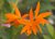 Touceira Cattlianthe Blazing Treat (cor mista) na internet