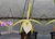 Brassavola tuberculata