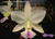 Cattleya walkeriana var. semi alba "Paloma Corteze"