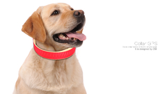Collar Rastreador integrado GPS 2G mascotas