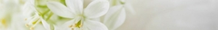 Banner de la categoría Pour Femme