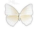 Apliques Comestibles de Mariposa x36 un - tienda online