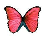 Apliques Comestibles de Mariposa x36 un en internet