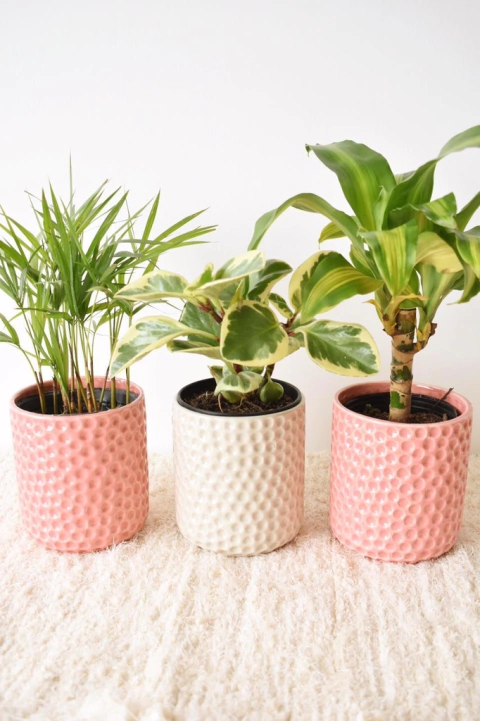 Maceta ursula mediana