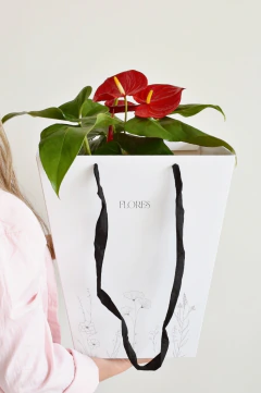 Box Anthurium - especial mamá