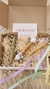 Kit Musical Babys - comprar online