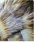 CRAFT FUR REPTILIUS en internet