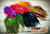 Strung Saddle 5-6´´F&F