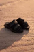 Imagen de SAND ALT