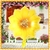 Globos Forma Flor - comprar online