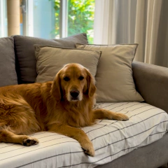 Cover para asiento de sillón | Protegé del uso diario, manchas y mascotas sin tapar todo el sillón - comprar online